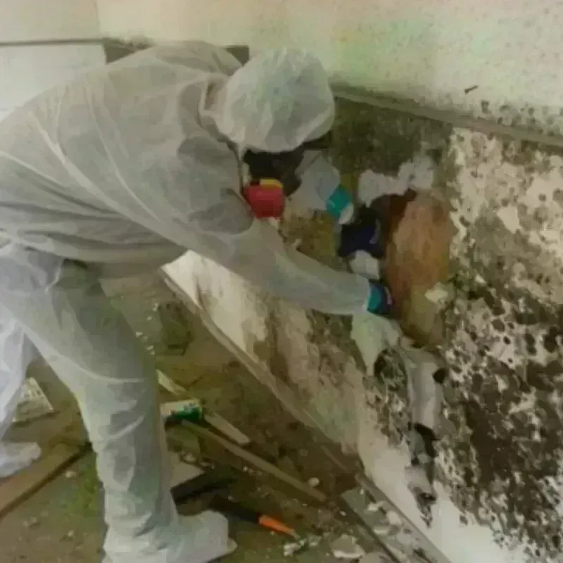 Mold Remediation and Removal in Robersonville, NC